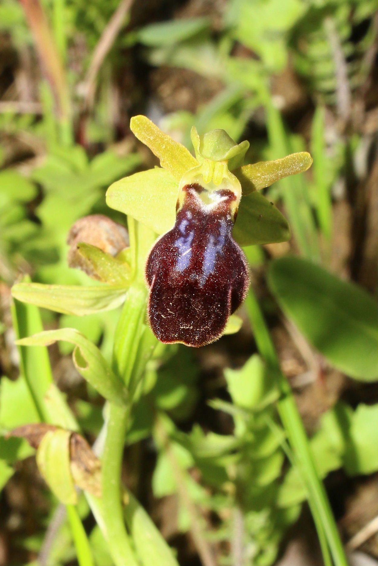 Orchidee dell''Imperiese